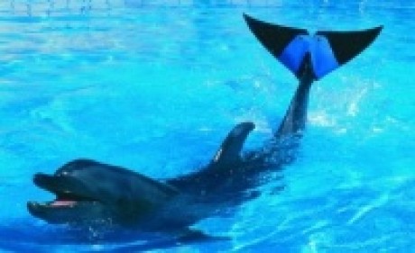 Delfín s protézou