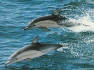 delfini-pruhovani.jpg